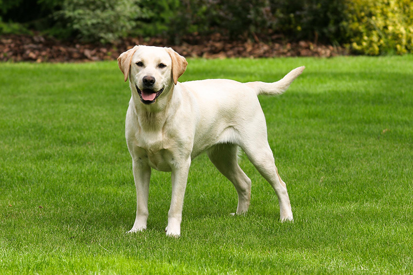 Labrador Schnuffelfreunde