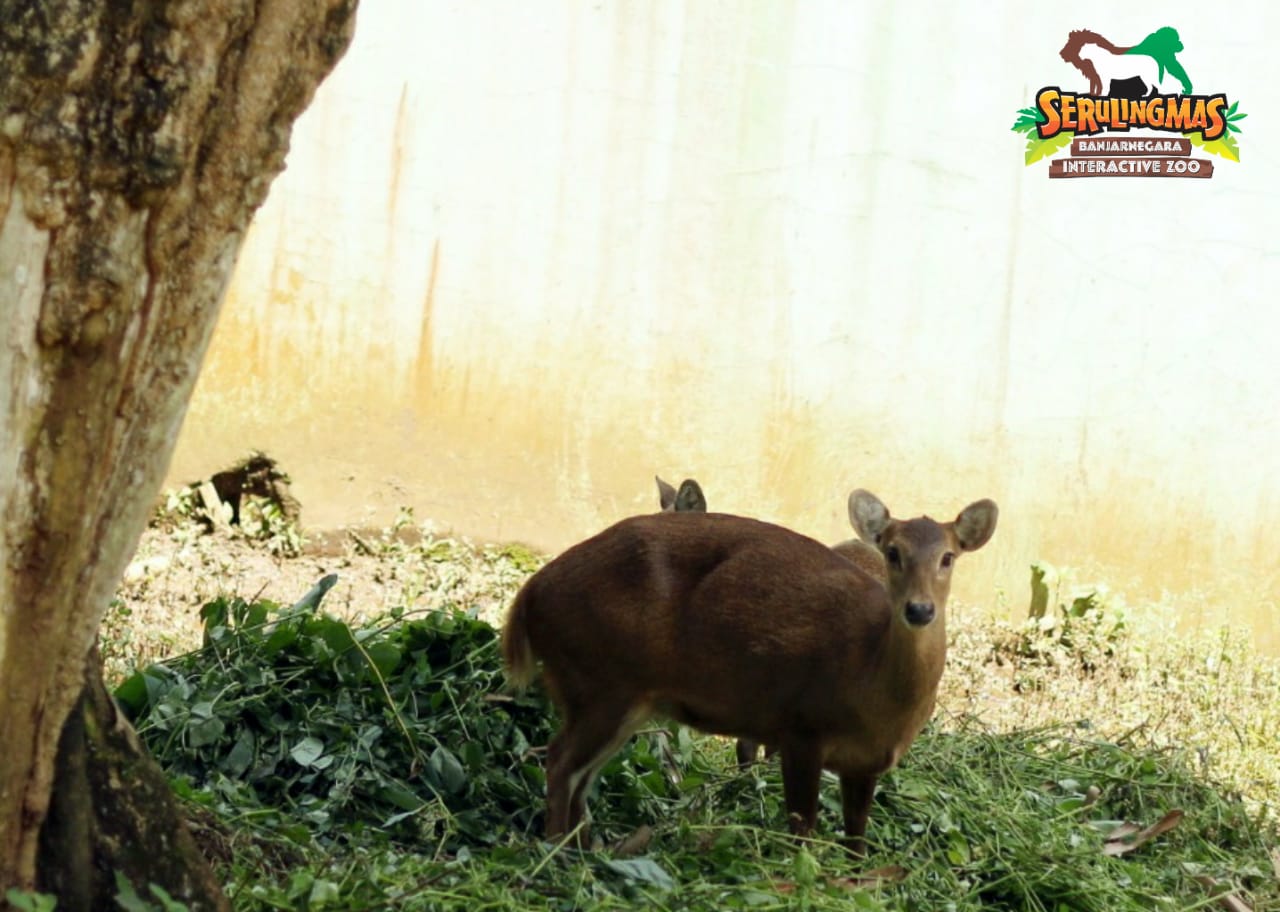 Rusa Bawean – Serulingmas Zoo