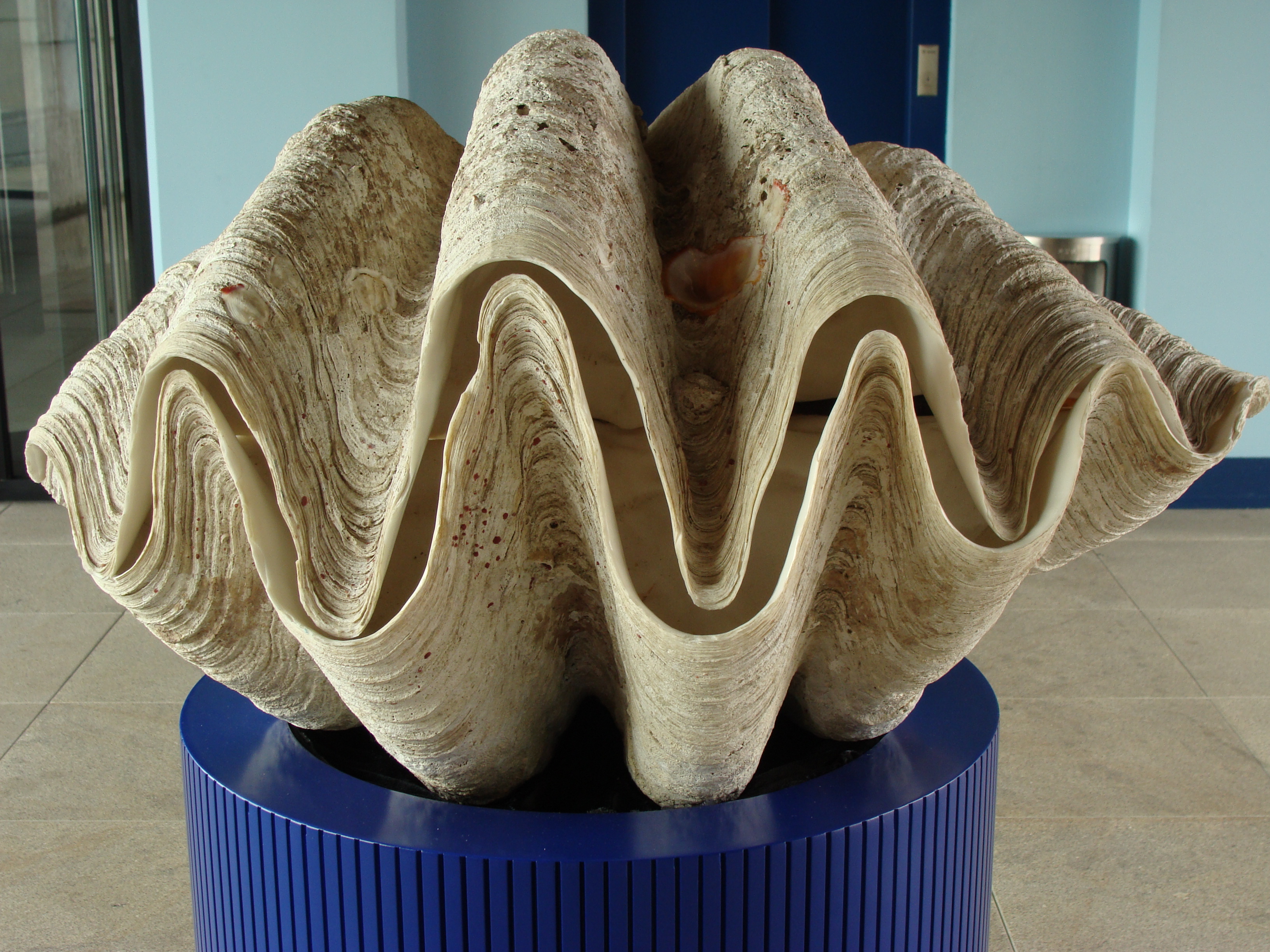 Giant clam shell (about 3 feet across) Giant clamshell