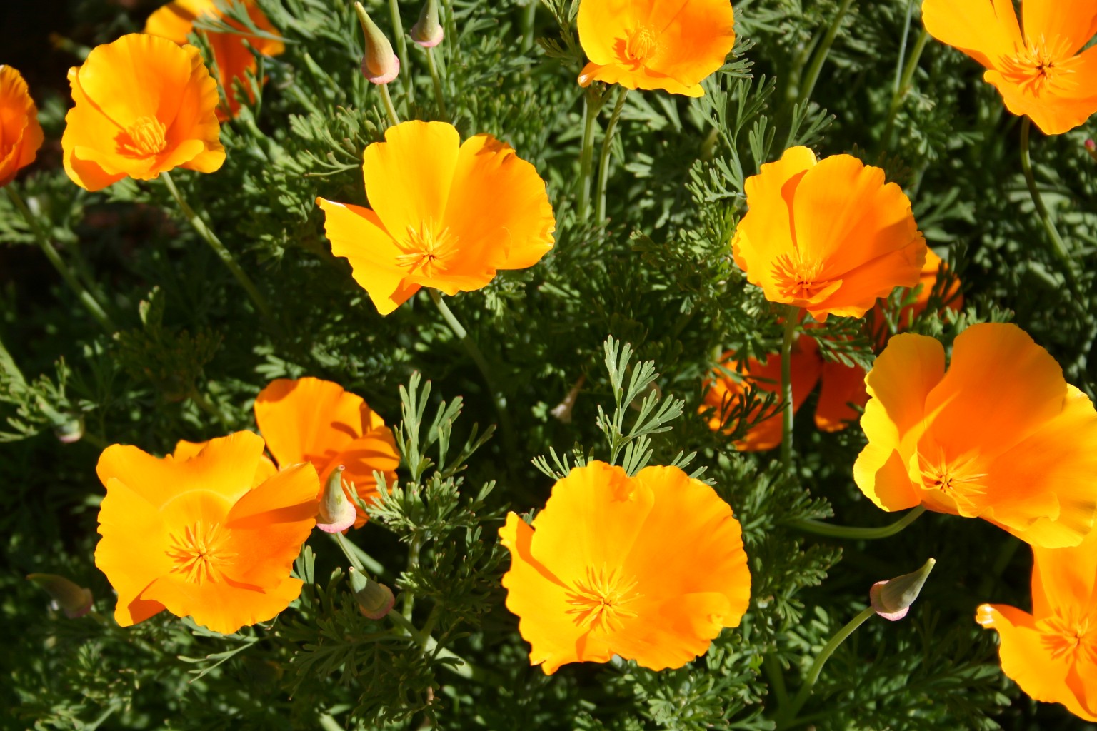 Orange poppies flowers