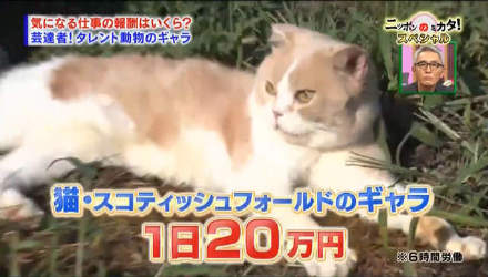 动物明星薪水大公开-猫狗一天赚得比你一个月还多……