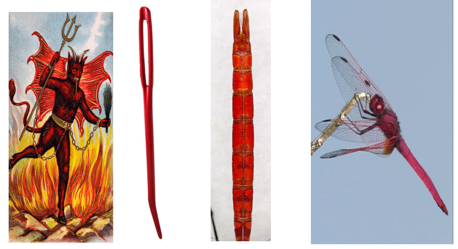 Darning needle dragonfly