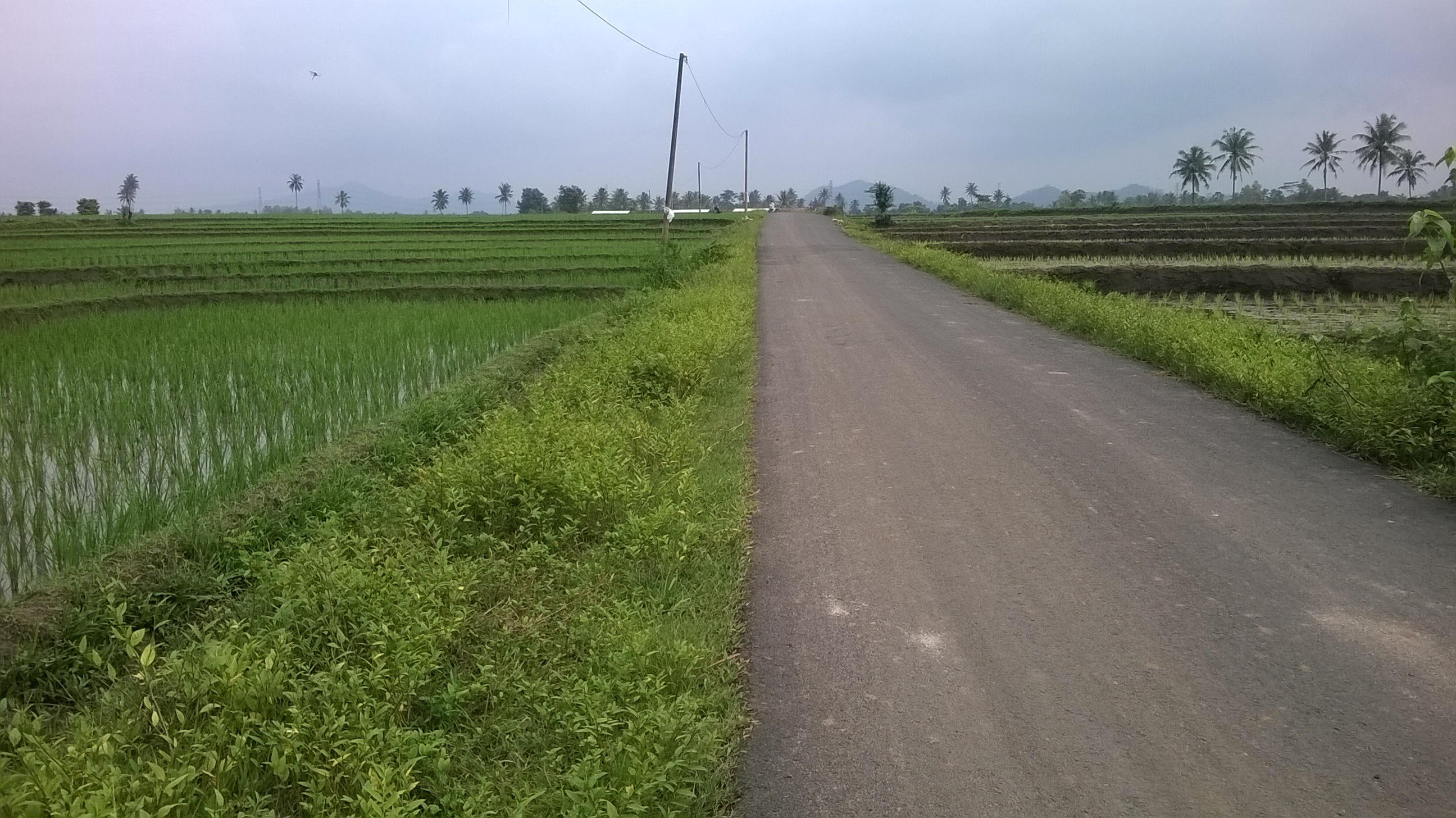 28+ Gambar Sawah Di Desa - Foto Pemandangan Hd 1456_X_2592_jpg