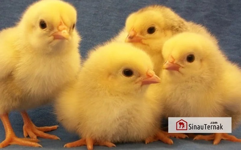 Tips Merawat DOC (Day Old Chicken) yang Baik - Sinau Ternak