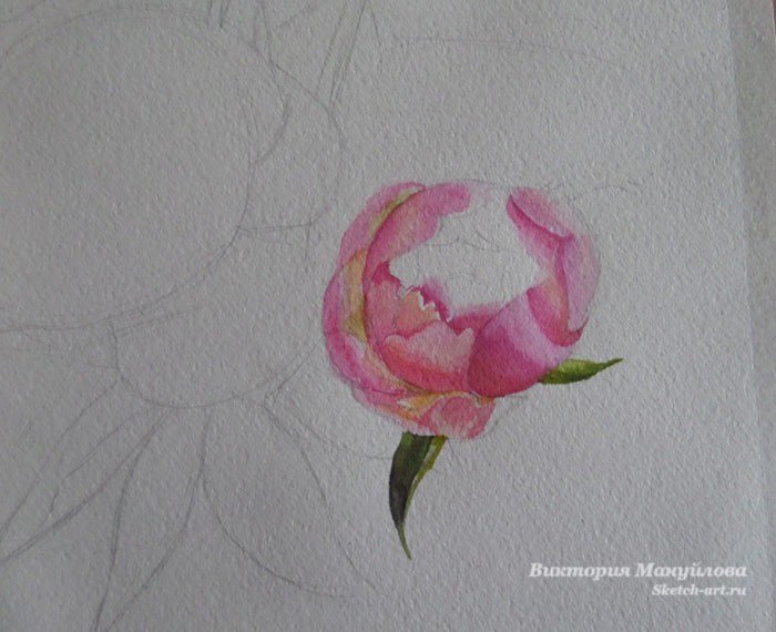 нарисовать листья пиона