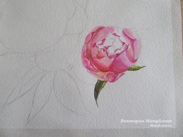 рисуем пионы в вазе