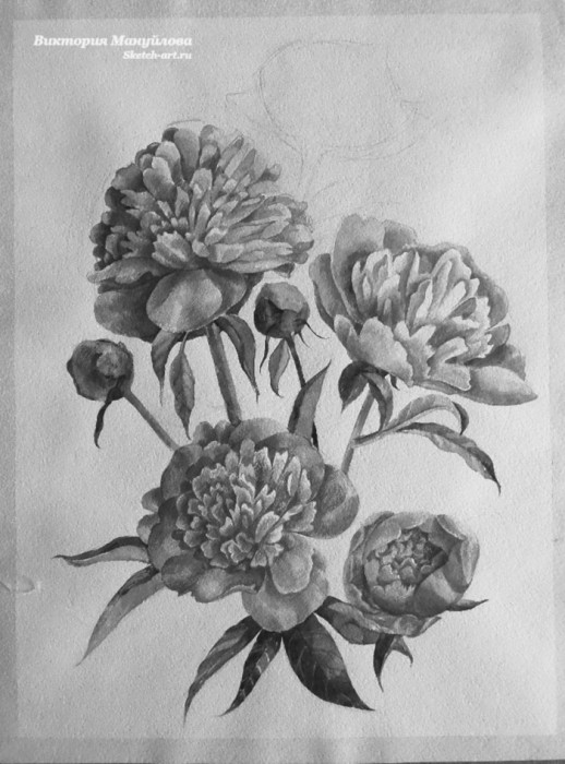 рисуем пионы акварелью поэтапно для начинающих