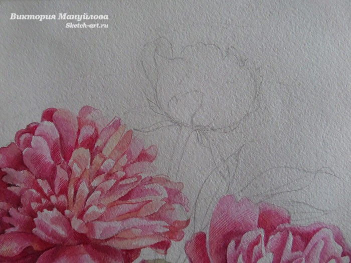 рисуем пионы в вазе