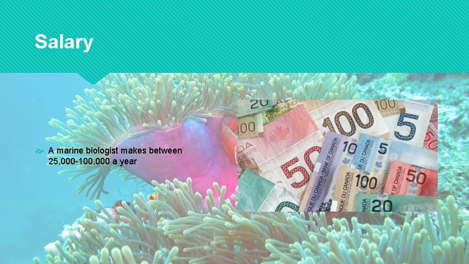 My Career Of Marine Biology By Deanna Tuuri
