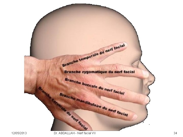 Dr A Abdallah Laboratoire Danatomie Mdicochirurgicale Facult De