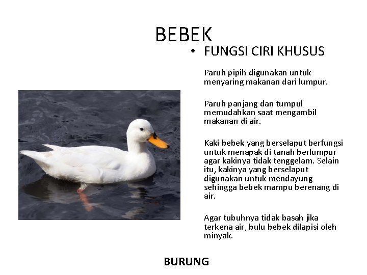 Ciri Khusus Hewan Kelelawar Fungsi Ciri Khusus Ekolokasi 540_X_720_jpg