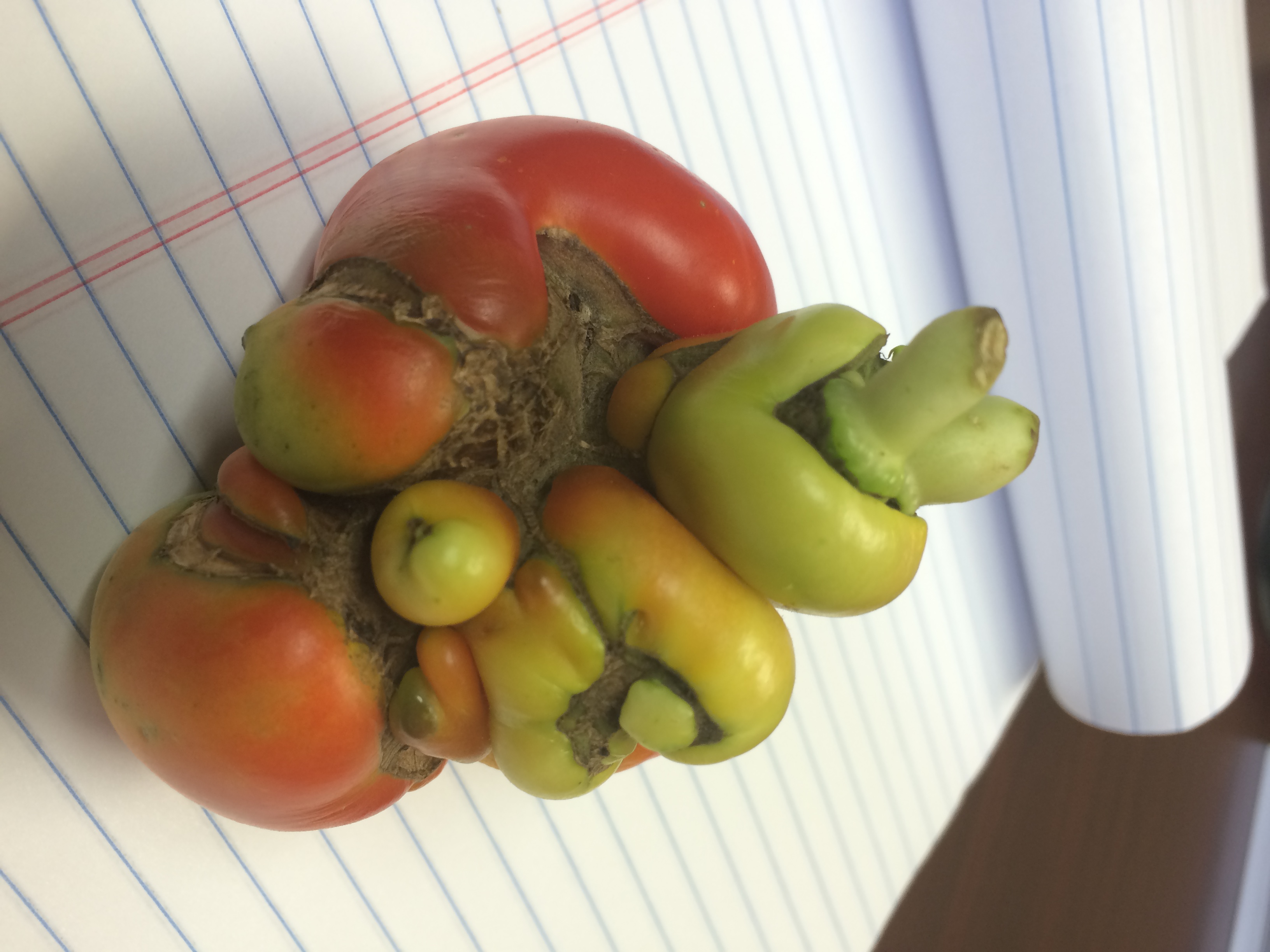 Pictures of deformed tomatoes