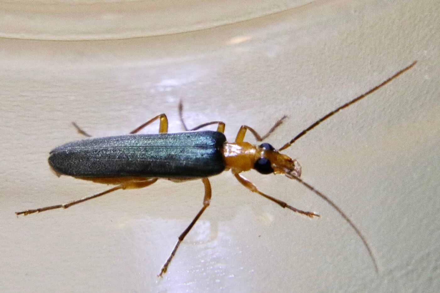 アオカミキリモドキ ｜スモールズー