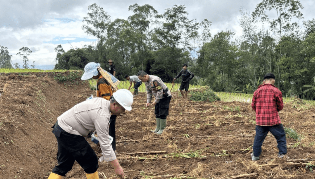 Polsek Pasirwangi Tanam Jagung di Lahan 1 Hektar, Dukung Program Ketahanan Pangan