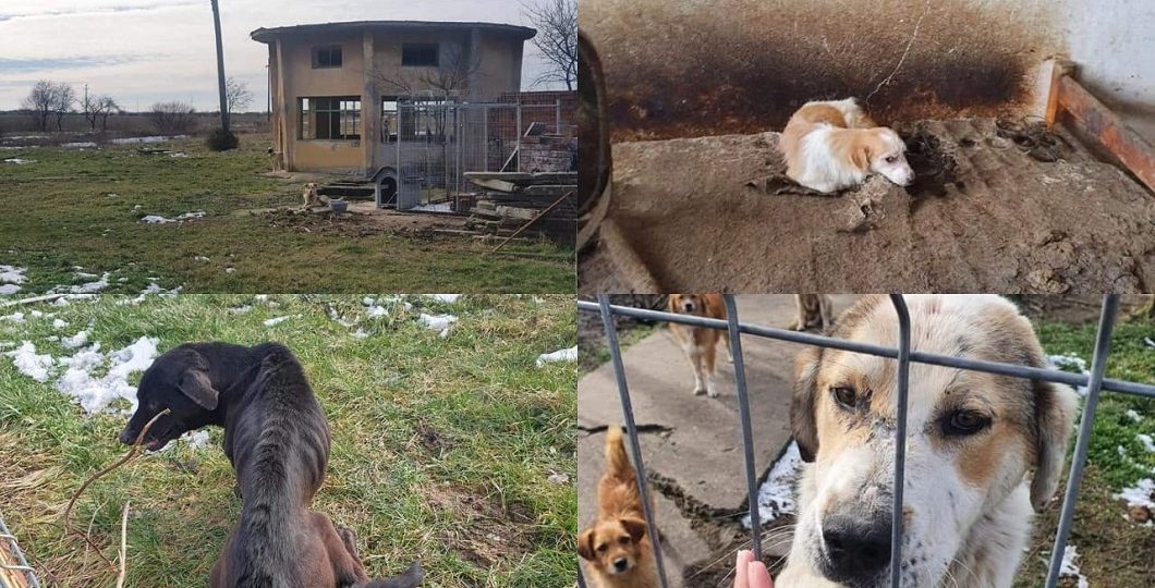 TrezeÈtete Bust JurÄmant Animale Arad Sreechakradevelopers Com