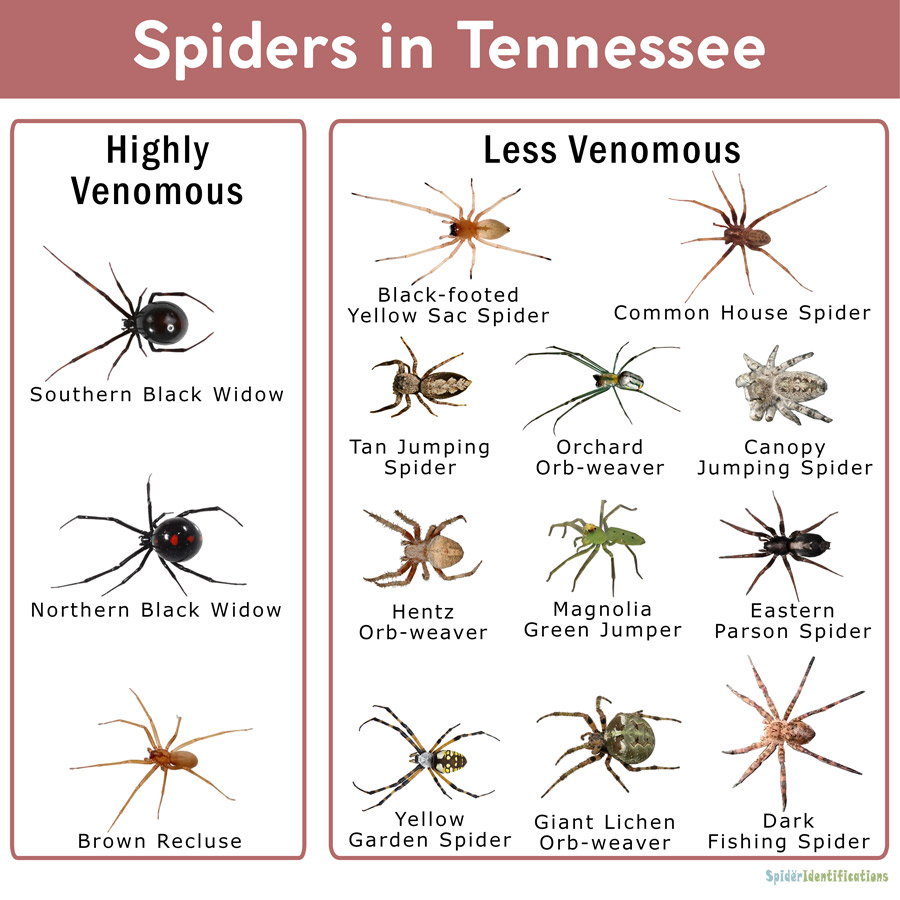 All 32+ Stock Images what is the biggest spider in tennessee Excellent