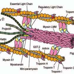 Fisiologia Muscolo Scheletrico Parte 1 Sport And Science
