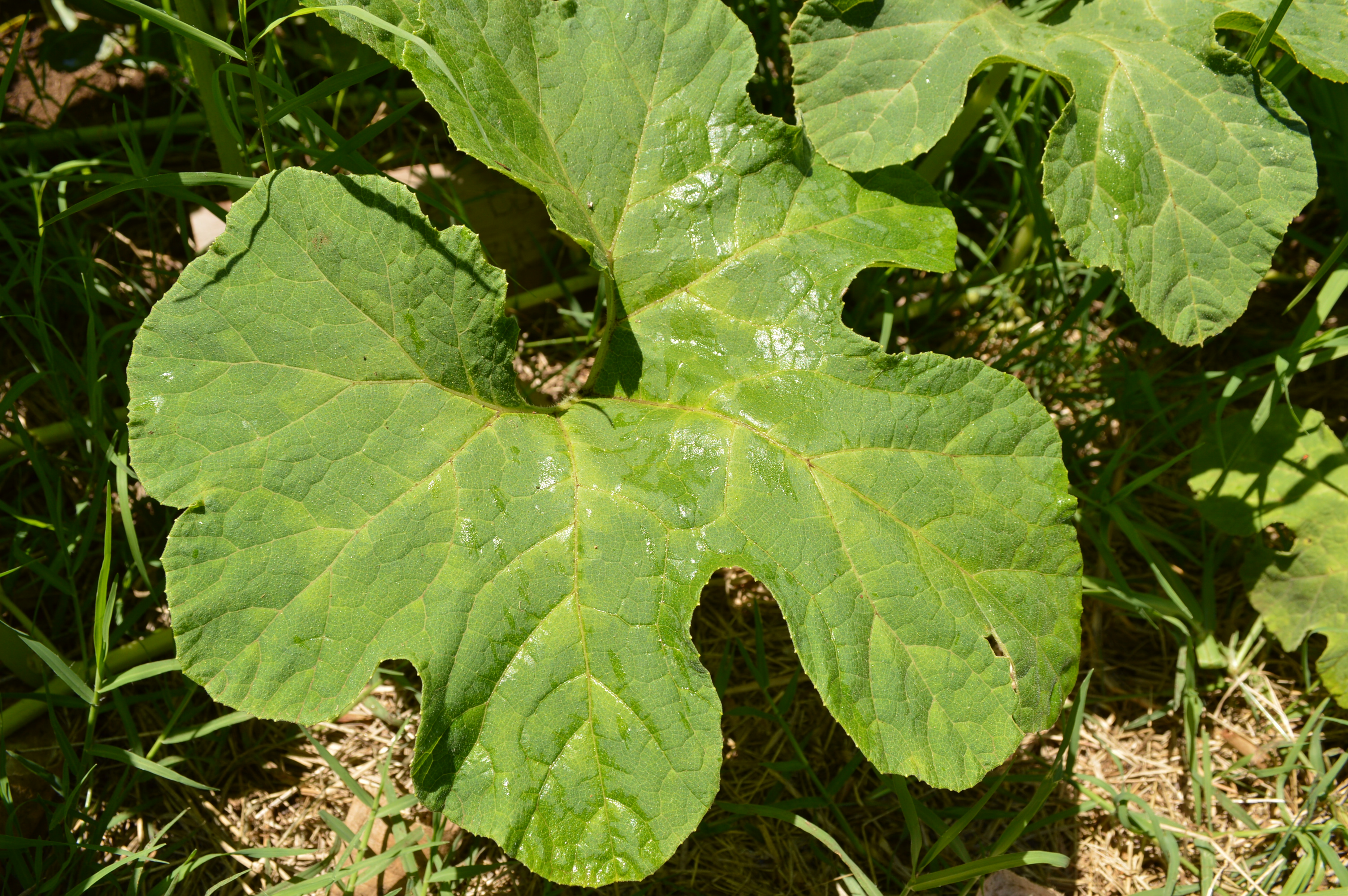Pictures of different squash leaves