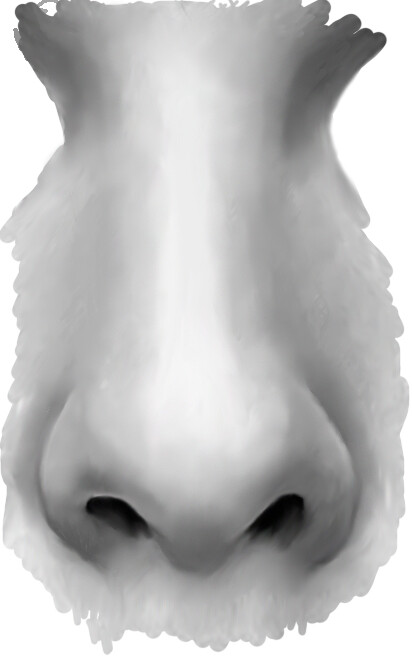 как нарисовать нос новичку