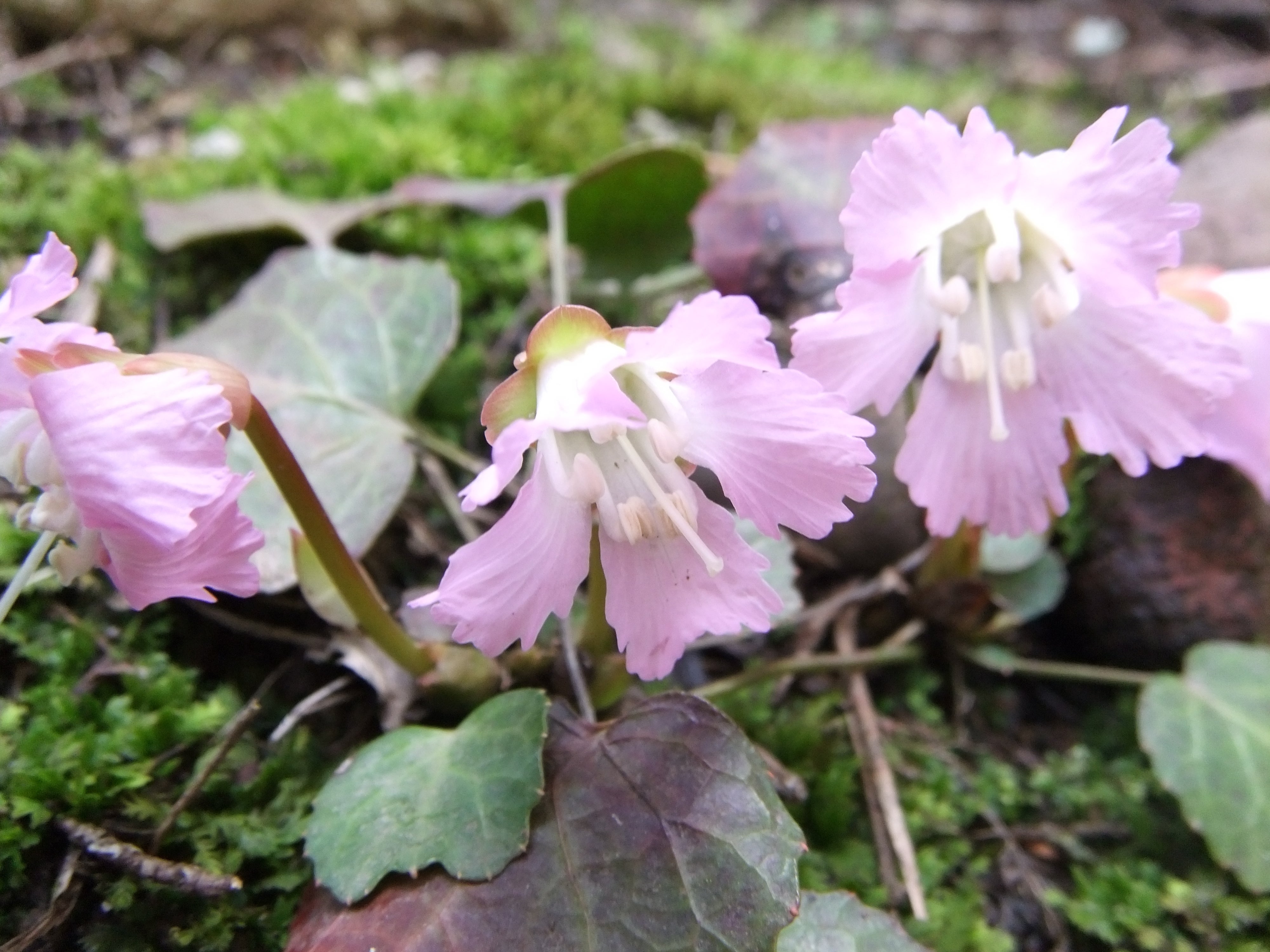 山野草の庭から~ イワウチワ | 密かに愉しむ 四季の庭