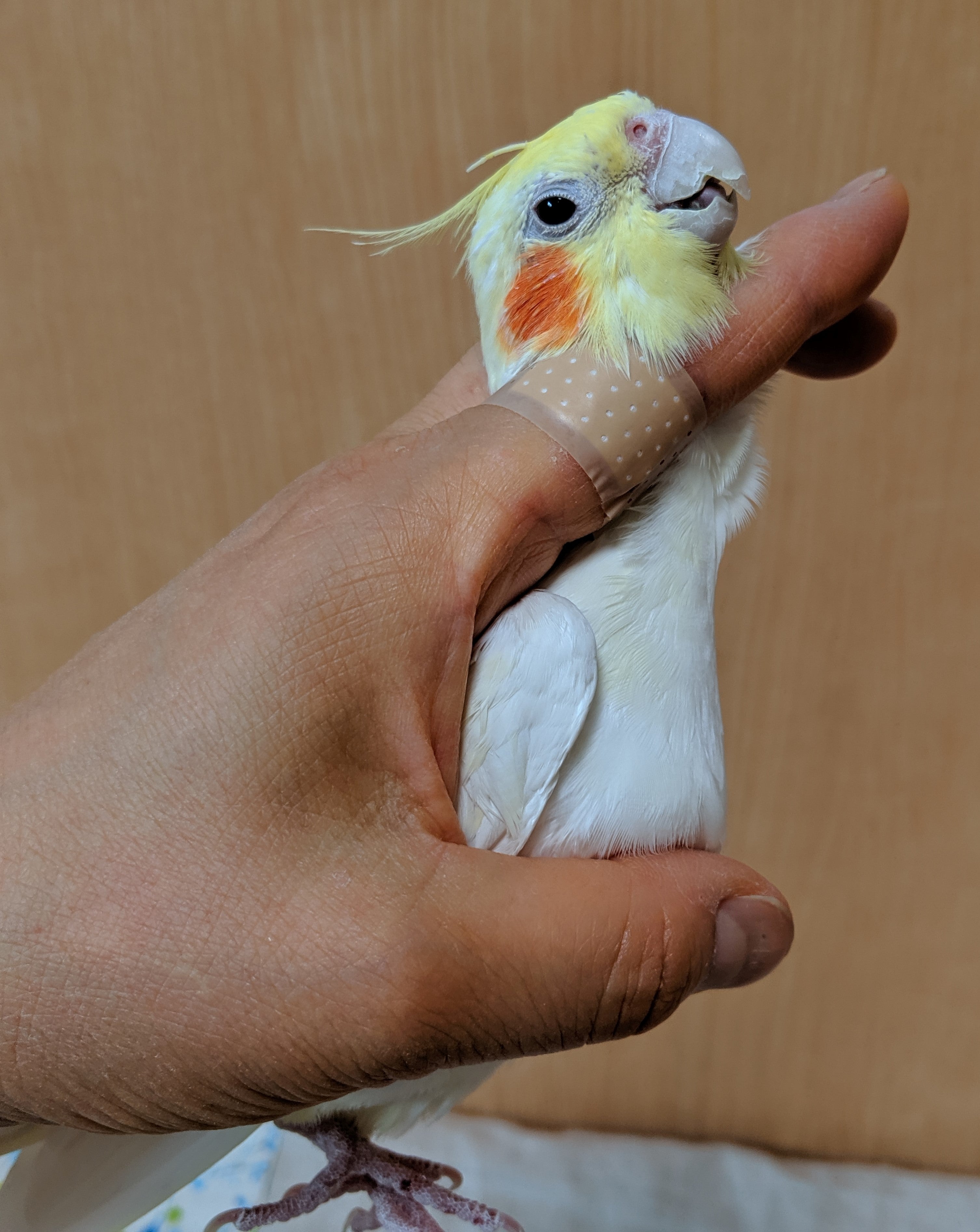 小鳥の保定(参考まで) | 小鳥のいる暮らし インコ 保定