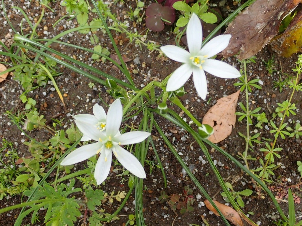 道端の植物だけど 25(オオアマナ) | 山想花(sansouka)ブログ