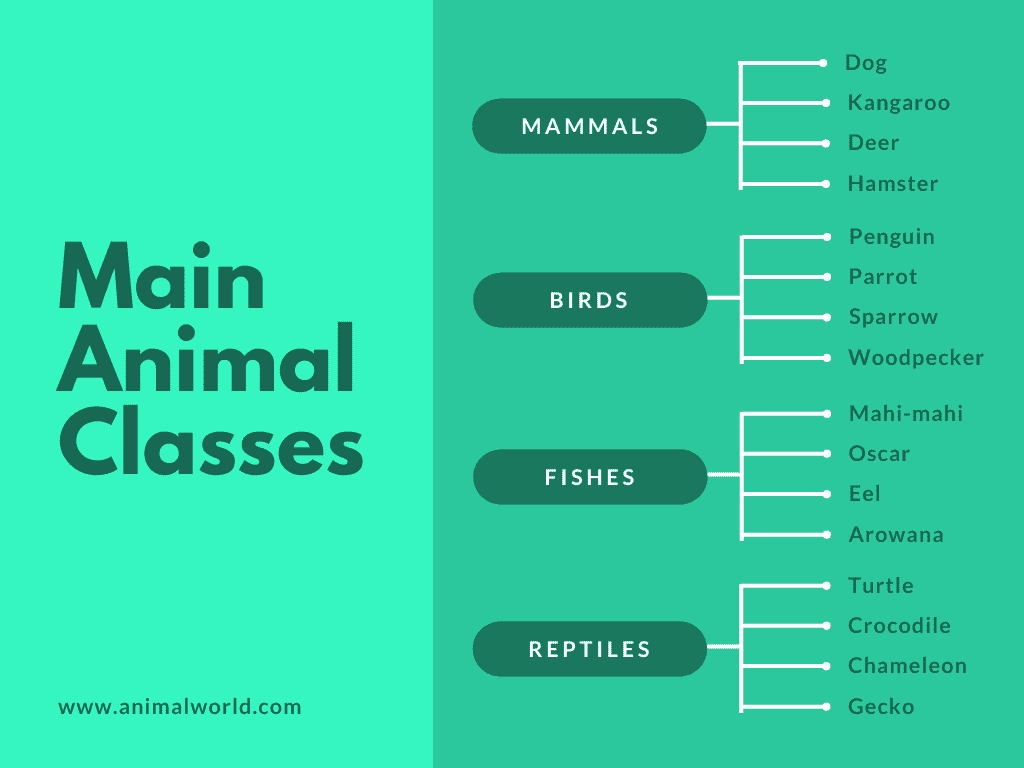 Membuat Grafik Peta Konsep Online - Canva