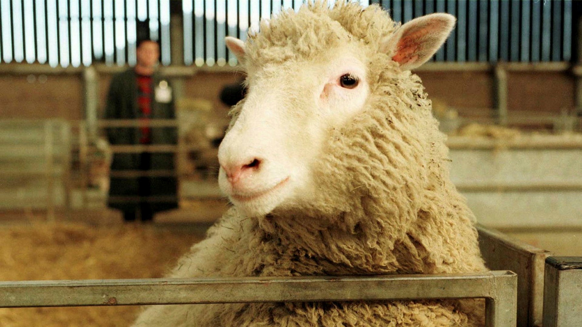 Från fåret Dolly till mänskliga miniatyrhjärnor – vad hände egentligen med kloning?
