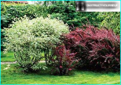 Prekrasni Grmlje Za Vrt Najbolje Cvatnje I Zimzelene Sorte