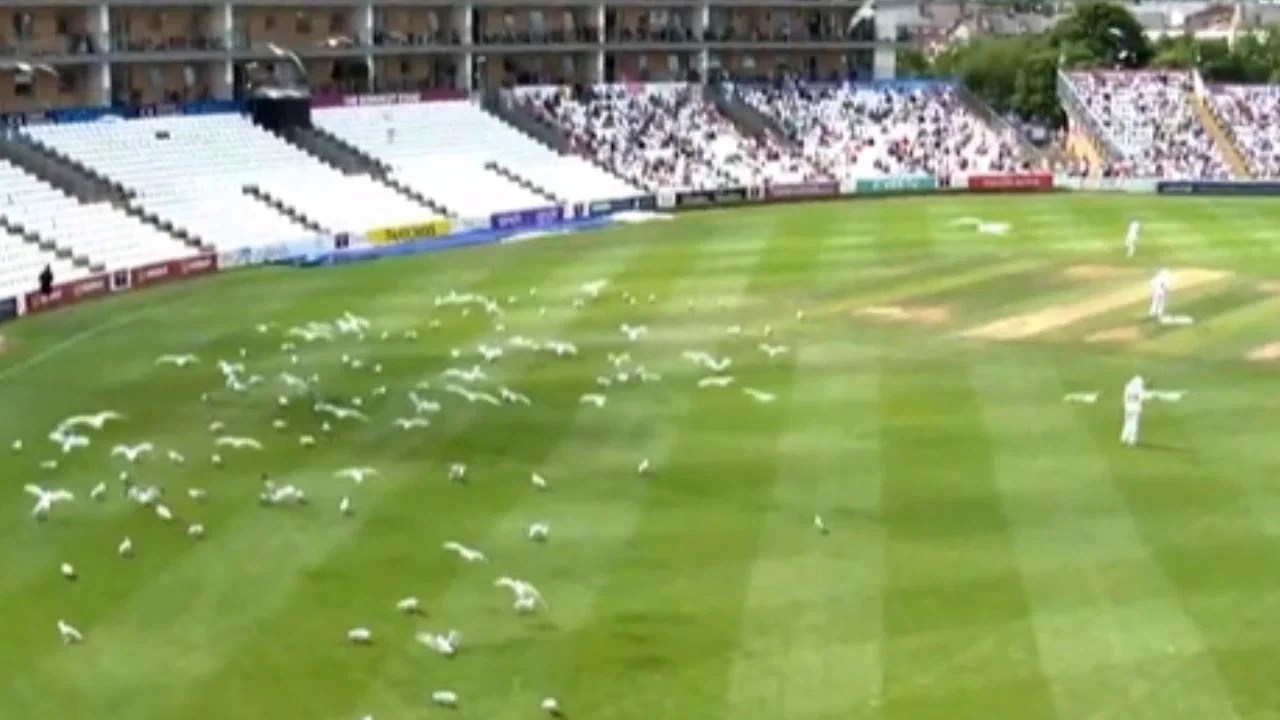 Watch: Somerset vs Nottinghamshire County Championship game halted after Seagull army takes over ground Watch: Somerset vs Nottinghamshire County Championship game halted after Seagull army takes over ground