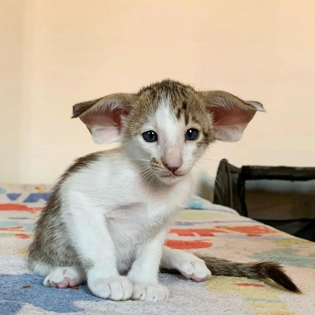 Cat with large ears
