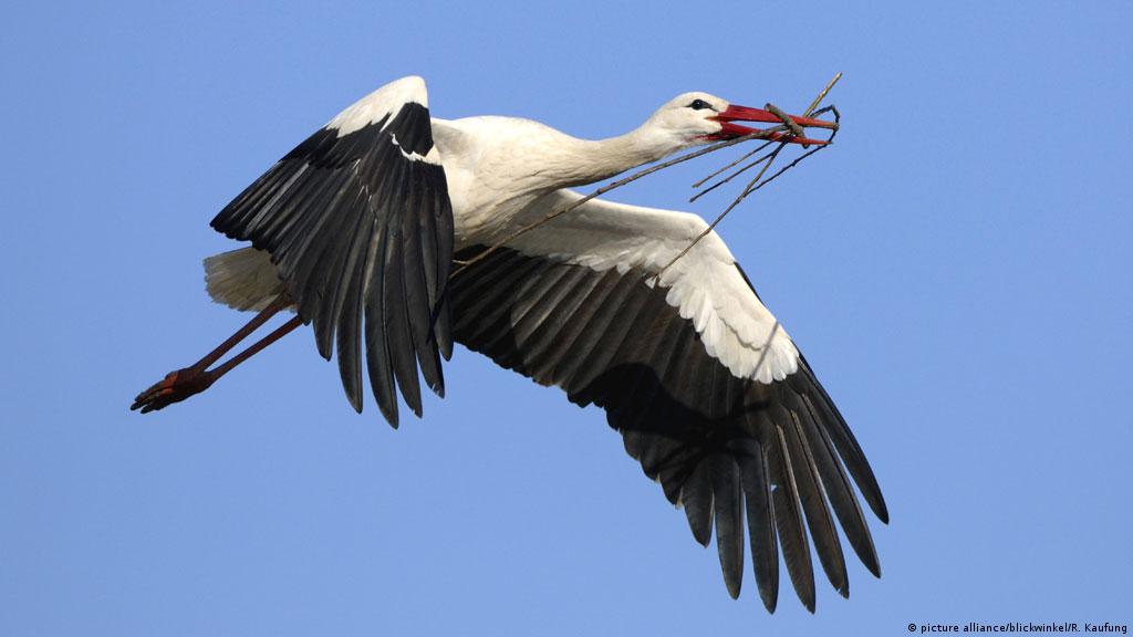 Gefiedertes In Deutschen Redewendungen | Alltagsdeutsch – Podcast | Dw | 03.11.2010 576_x_1024_jpg