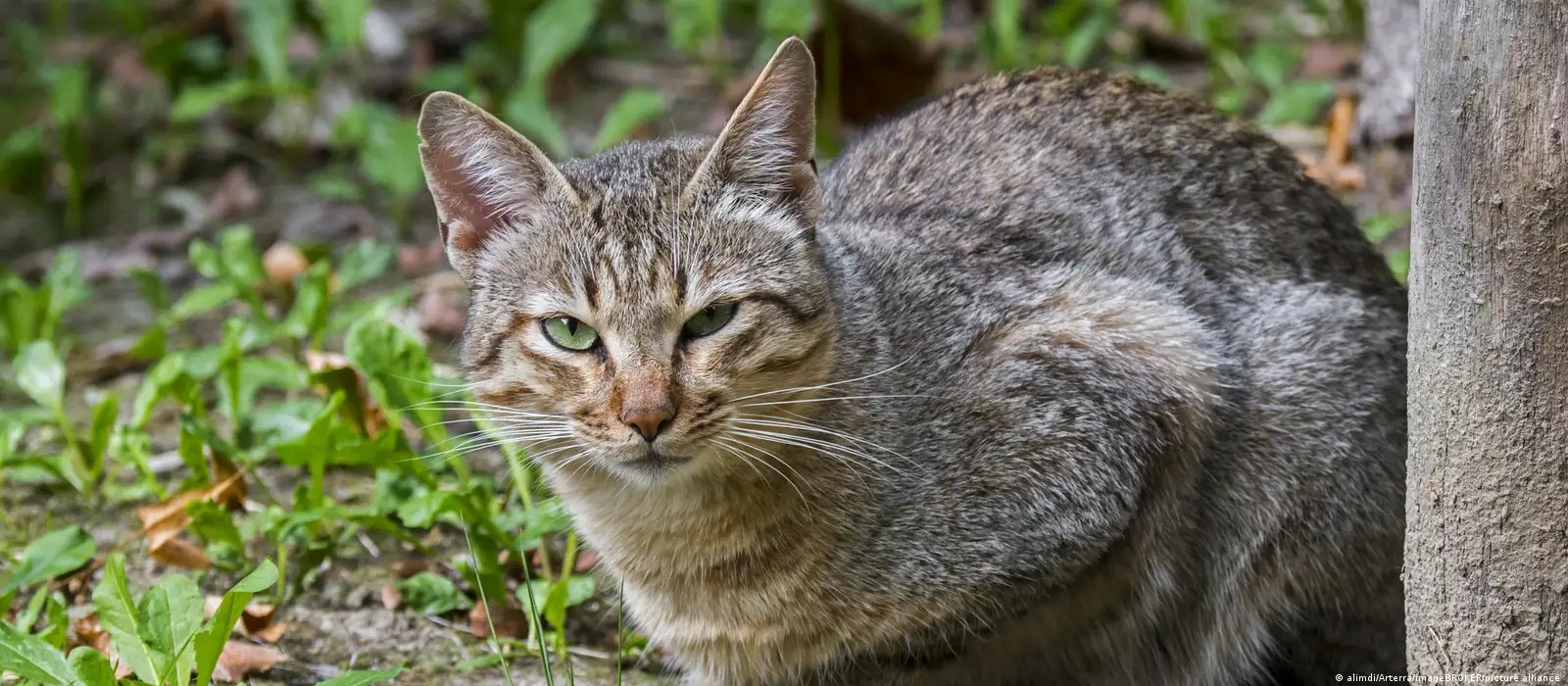 شكل عضة القطة