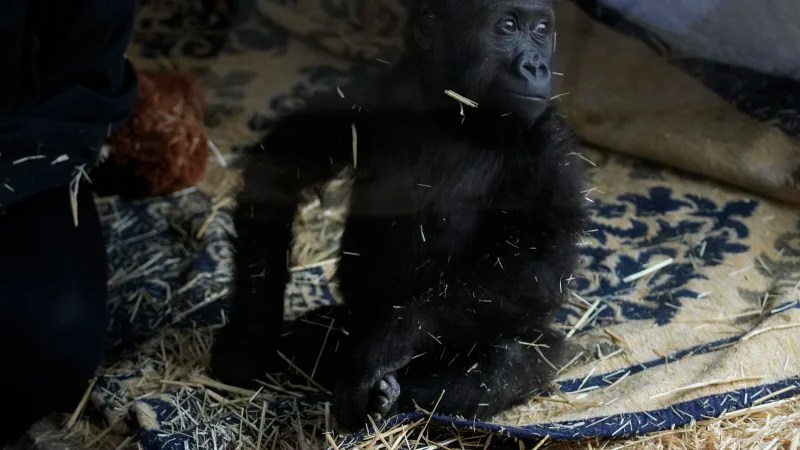 Baby gorilla rescued from plane during smuggling attempt in Turkey