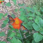 Released 3 Monarch Butterflies 2 females and one Male video May 19th 2021