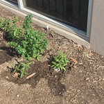 Milkweed plants with caterpillars out side my office window June 21 2021 Santa Fe Springs CA