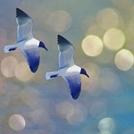 Happy Birthday, to My Wonderful, Husband, Gerry