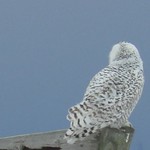 Video: Snowy Owl / Bubo scandiacus, female