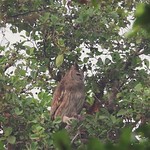 Dusky Eagle Owl (Bubo coromandus)