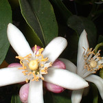 Orange Blossoms...again