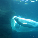 Beluga