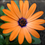 'Orange Symphony' Osteospermum Hybrid