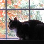 Autumn cat