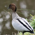 A Maned Goose or Wood Duck