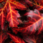 Flaming Leaves
