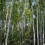 towering birch