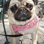 penelope at grizzly grillin