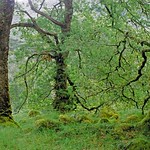 The ancient Sunart Oakwoods at Ariundle &copy; Steven F Watson 2006