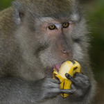 Mmmmm, tasty! errr&hellip; say &hearts;_&hearts; ba-na-nas? okay, now throw me another banana!...♫♫ wildlife from bali ♫