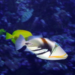 Humuhumunukunukuapu'aa Hawaii's State fish